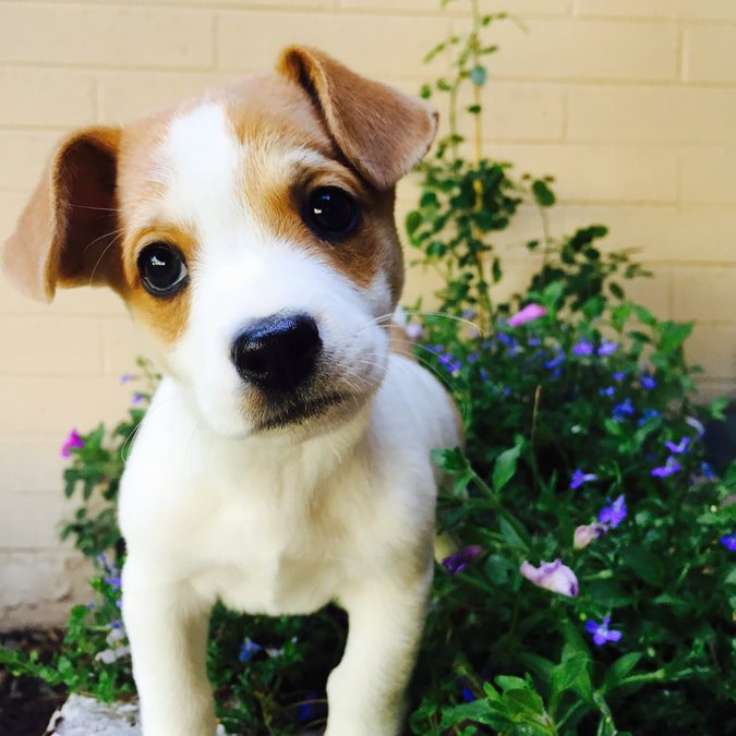 Beagle geboren op 07-08-2021